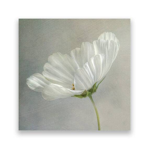 Tablou Canvas - Floral, Flori de maci, Alb, Pictura - - Roveli