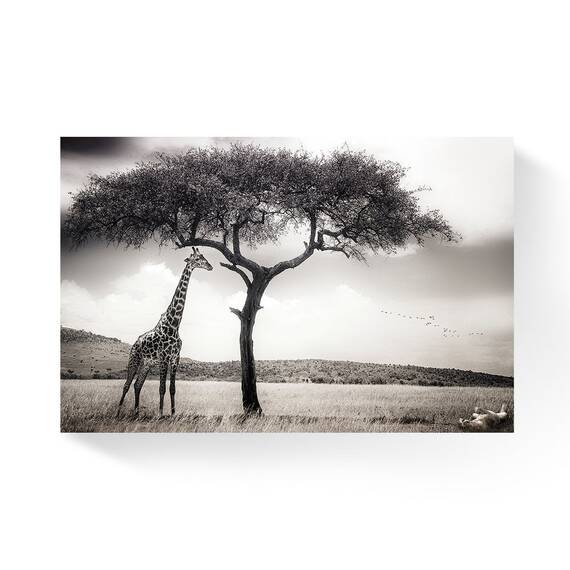 Tablou Canvas - Girafa, Savana, Africa, Marime: 80 x 120 cm - - Roveli