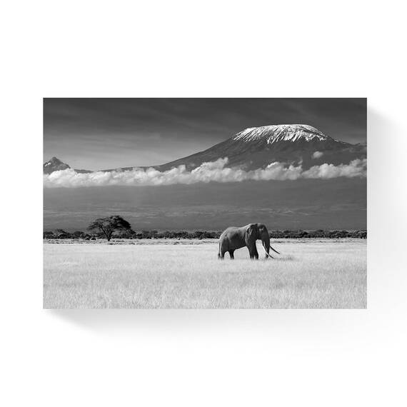 Tablou Canvas -  Elefant, Savana, Munte, Kilimandjaro - - Roveli