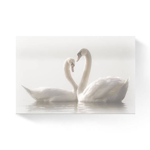 Tablou Canvas -  Lebede, Lac, Pereche, - - Roveli