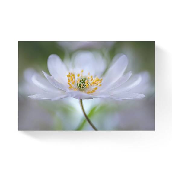 Tablou Canvas - Floare I, Petale, Alb,, Marime: 80 x 120 cm - - Roveli
