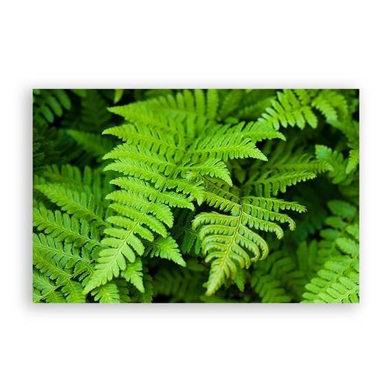 Tablou Canvas - Natura, Frunza, Marime: 80 x 120 cm - - Roveli