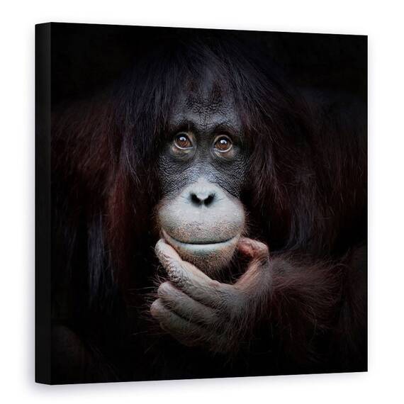 Tablou Canvas - Imaginea In Oglinda, Zambet, Maimuta, Fericit, Bucurie, Marime: 90 x 90 cm - - Roveli