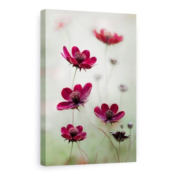 Tablou Canvas - Cosmosul Se Inalte, Cosmos, Maroon, Burgundy, Red, Cambs, Marime: 80 x 120 cm - - Roveli