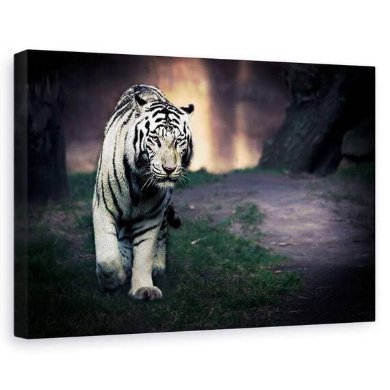 Tablou canvas - Tigru alb, Zoo, Marime: 80 x 120 cm - - Roveli