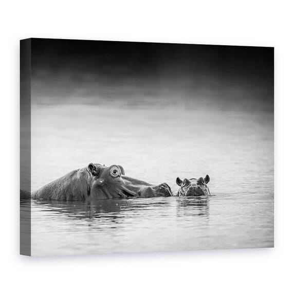 Tablou Canvas - Nivelul Ochilor, Hipopotam, Marime: 75 x 100 cm - - Roveli
