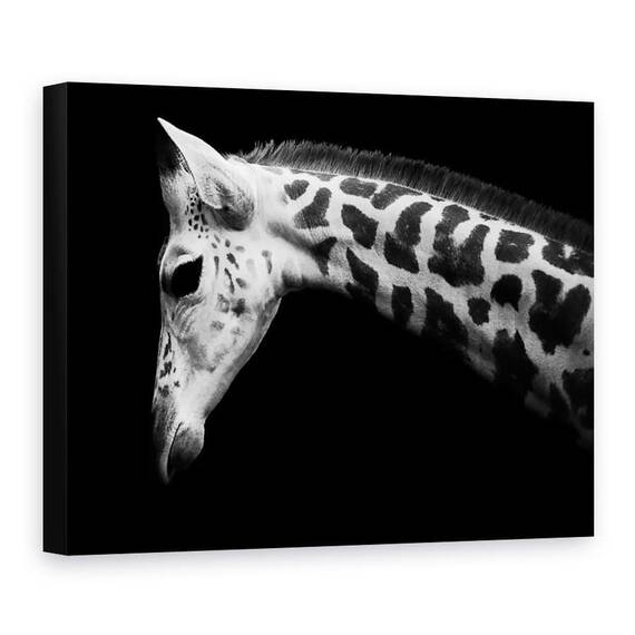 Tablou Canvas - Calf, Girafa, Marime: 75 x 100 cm - - Roveli