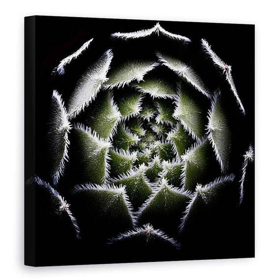 Tablou Canvas - Rozeta Sempervivum, Rosette, Suculent, Sempervivum,Plante, Marime: 90 x 90 cm - - Roveli