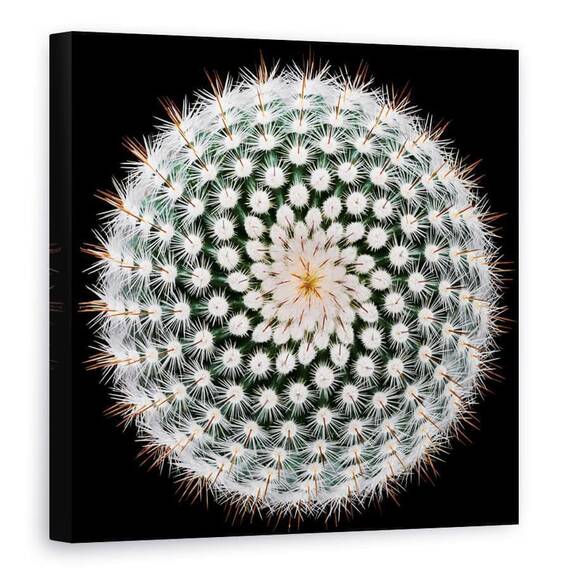 Tablou Canvas - Notocactus Scopa, Cactus, Spines, Abstract, Radial, Marime: 90 x 90 cm - - Roveli