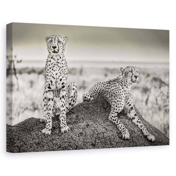 Tablou canvas - Gheparzi la panda, Animal, Camuflaj, Cuplu, Pereche, Marime: 80 x 120 cm - - Roveli