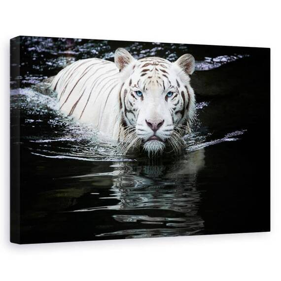 Tablou canvas - Privind la mine, privind la tine, Animal, Tigru, Scaldat, Apa, Marime: 80 x 120 cm - - Roveli