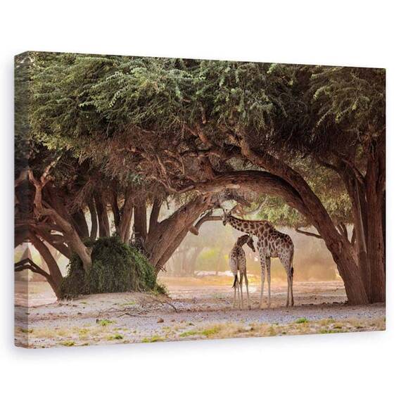 Tablou canvas - Girafa - Namibia, Natura, Africa, Peisaj, Safari, Marime: 80 x 120 cm - - Roveli