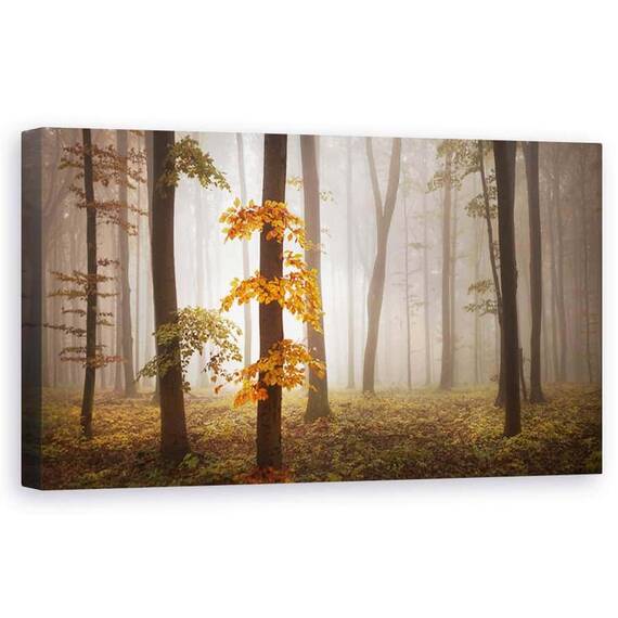 Tablou Canvas - Lumina in Noiembrie, Peisaj, Padure, Padure, Copac, Frunze, Frunze, Marime: 50 x 100 cm - - Roveli