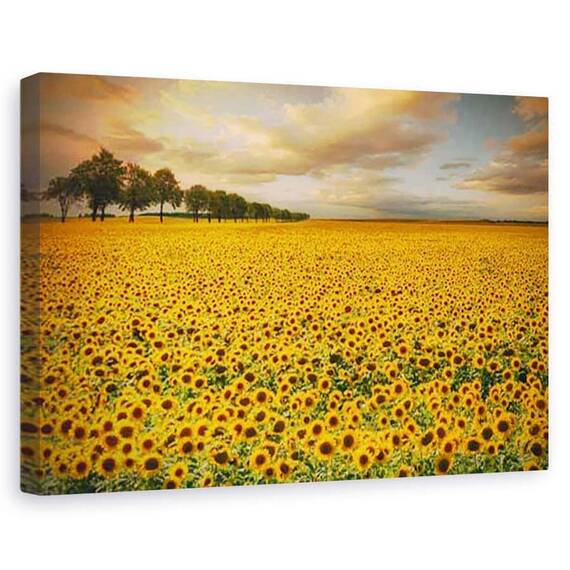 Tablou canvas - Floarea soarelui, Peisaj, Marime: 80 x 120 cm - - Roveli