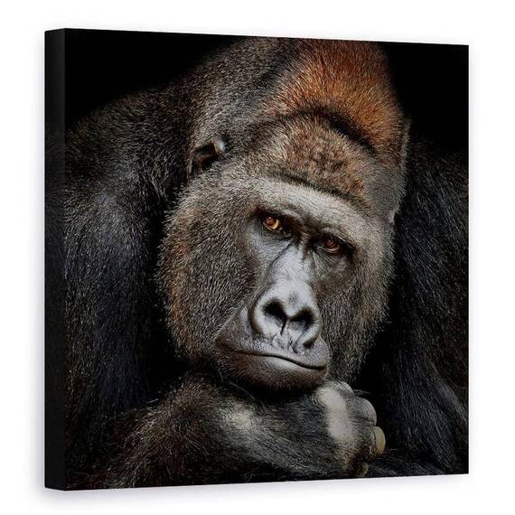 Tablou Canvas - Un Moment In Contact, Gorila, Animale, Marime: 90 x 90 cm - - Roveli
