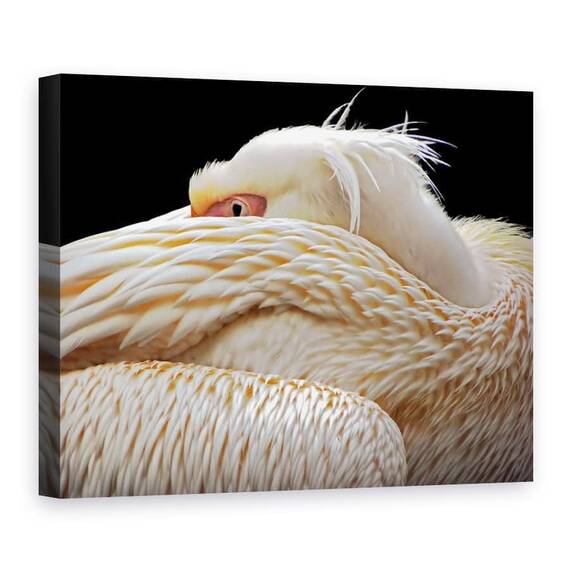 Tablou Canvas - Pe Jumatate Adormit, Pelican, Pasare, Animal, Ochi, Abstract, Marime: 75 x 100 cm - - Roveli