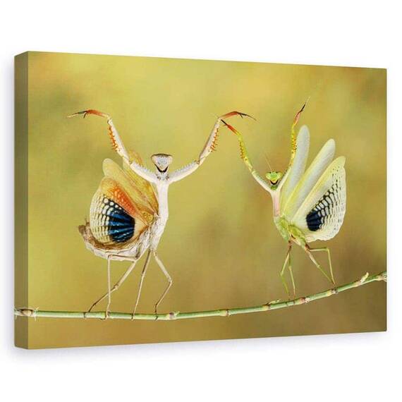 Tablou canvas - Sa inceapa spectacolul, Flori, Insecte, Strain, Cuplu, Marime: 80 x 120 cm - - Roveli