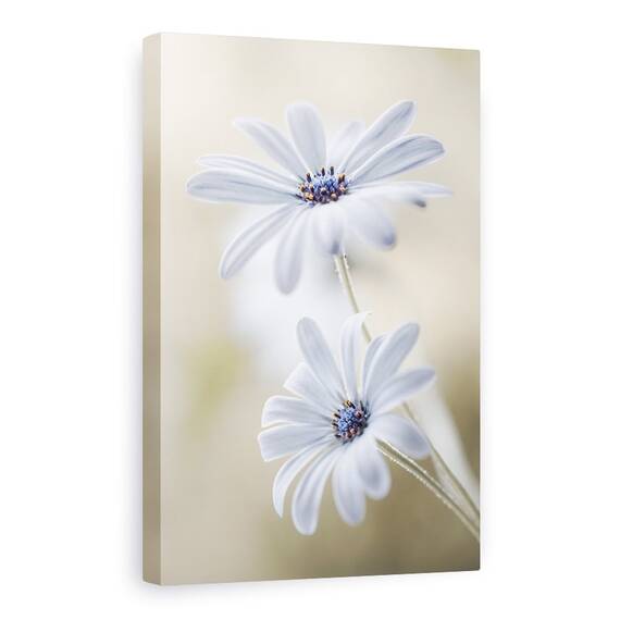 Tablou Canvas - Margarete De Pelerina, Flori, Bokeh, Macro, Delicat, Alb, Marime: 80 x 120 cm - - Roveli