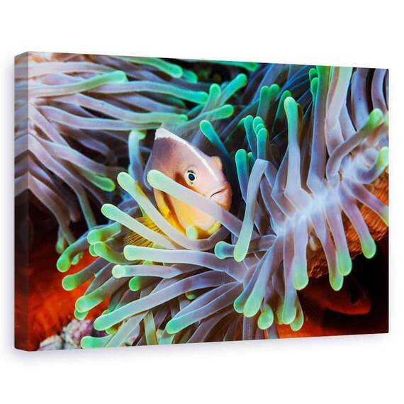 Tablou canvas - Pestele clovn, Animal, Recif, Natura, Salbatice - - Roveli