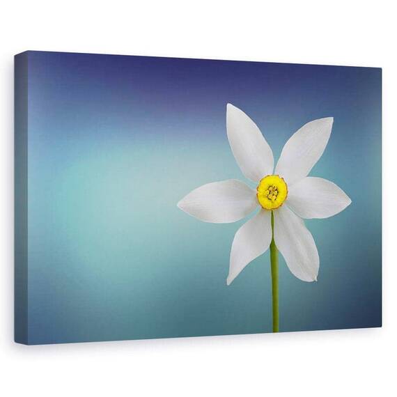 Tablou canvas - Floria Paradisului, Natura moarta, Turcoaz, Simplitate, Minimalism - - Roveli