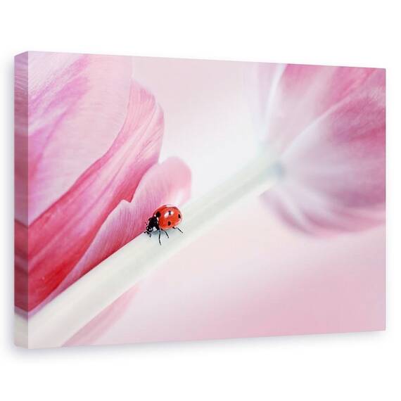 Tablou canvas - Buburuza, Flori, Roz, Lalea, Marime: 80 x 120 cm - - Roveli