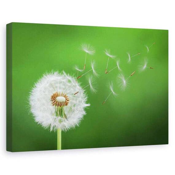 Tablou canvas - Puf de papadie, Suflare, Delicat, Flori, Marime: 80 x 120 cm - - Roveli