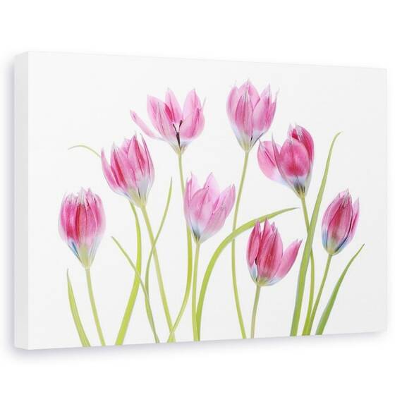Tablou canvas - Lalele rosii, Natura moarta, Primavara, Flori, Planta - - Roveli