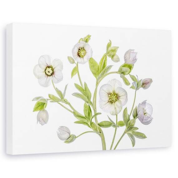 Tablou canvas - Spanz, Natura moarta, Primavara, Flori - - Roveli