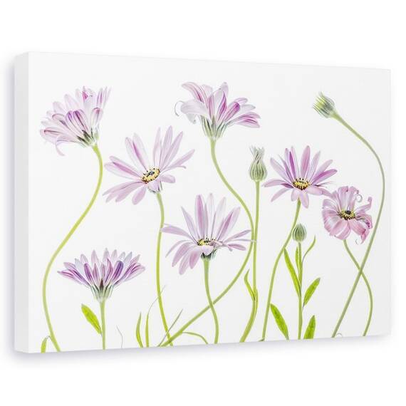 Tablou canvas - Margarete, Natura moarta, Flori, Gradina, Roz - - Roveli