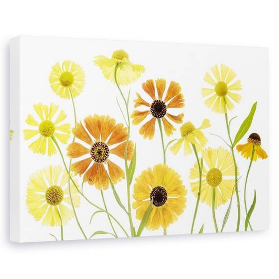 Tablou canvas - Helenium, Natura moarta, Portocaliu, Flori, Vara - - Roveli