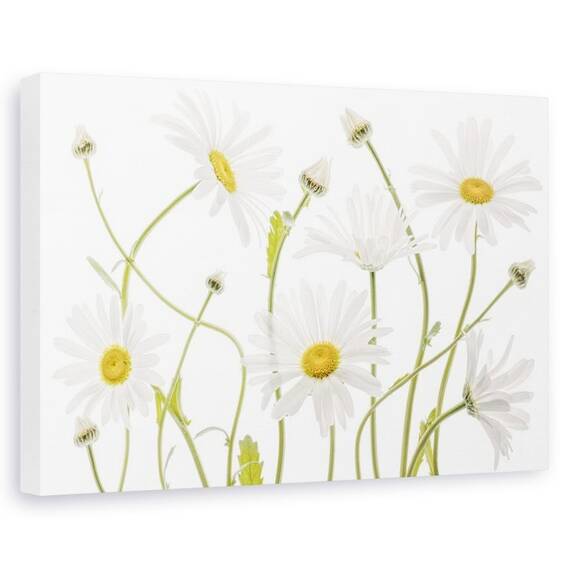 Tablou canvas - Margarete, Natura moarta, Flora, Alb, Verde - - Roveli