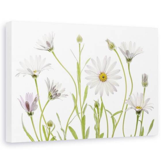 Tablou canvas - Margarete, Natura moarta, Flori, Gradina, Planta - - Roveli