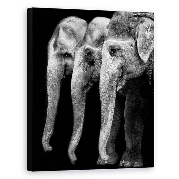 Tablou Canvas - Elefantul, Singura Fiinta Mare, Dar Inofensiva - - Roveli