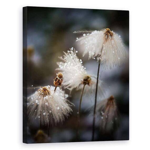 Tablou Canvas - Rochia Cea Noua - - Roveli