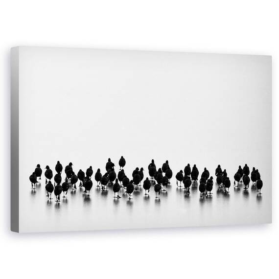 Tablou Canvas - Pasari, Marime: 50 x 80 cm - - Roveli