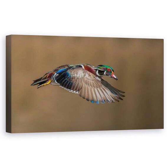 Tablou Canvas - Ratoi In Zbor, Marime: 50 x 100 cm - - Roveli