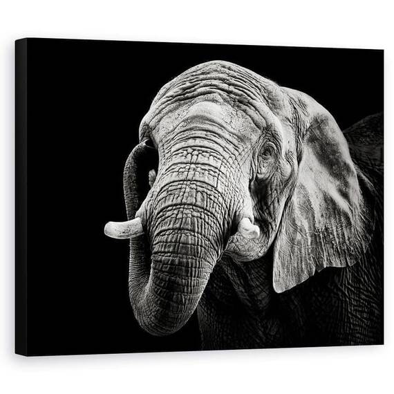 Tablou Canvas - Elefant African, Marime: 60 x 75 cm - - Roveli