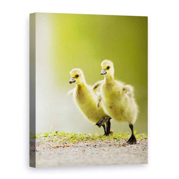Tablou Canvas - 1, 2, 3, Start - - Roveli
