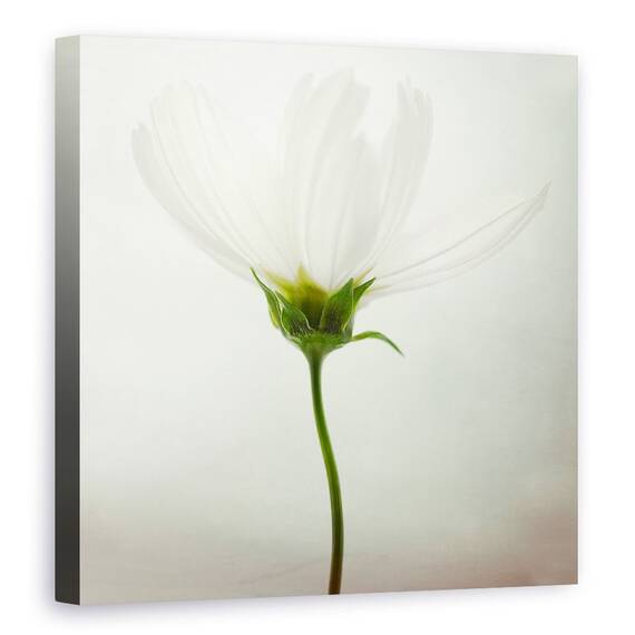 Tablou Canvas - Cosmos Alb, Marime: 90 x 90 cm - - Roveli