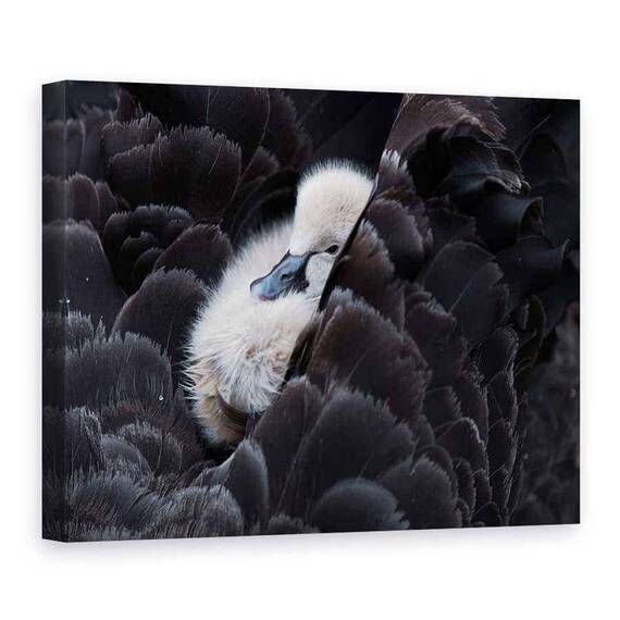 Tablou Canvas - Pickaback, Marime: 75 x 100 cm - - Roveli
