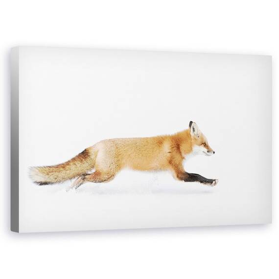 Tablou Canvas - Vulpe Rosie - Algonquin Park, Marime: 50 x 80 cm - - Roveli