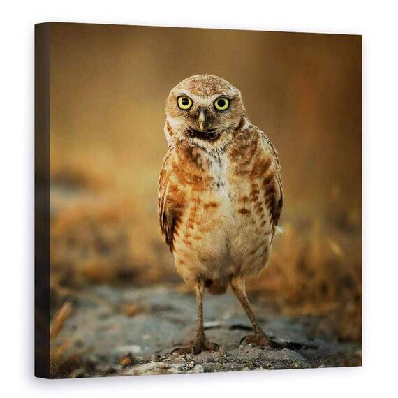Tablou Canvas - Ce Mai Faci?, Marime: 90 x 90 cm - - Roveli