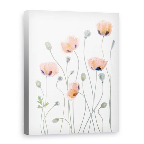 Tablou Canvas - Maci, Marime: 75 x 100 cm - - Roveli