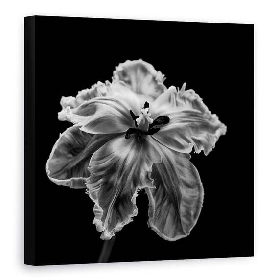Tablou Canvas - Papagalul Tulip - - Roveli