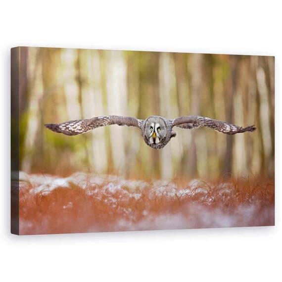 Tablou Canvas - Bufnita Gri - - Roveli