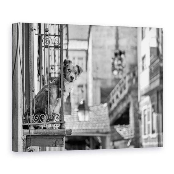 Tablou Canvas - Caine, Marime: 75 x 100 cm - - Roveli
