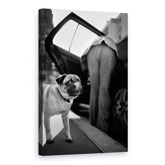 Tablou Canvas - Pet, Marime: 60 x 90 cm - - Roveli