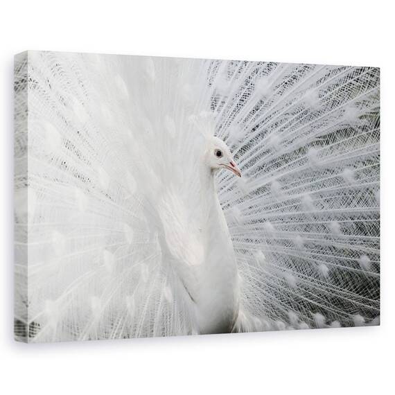 Tablou Canvas - Alba Ca Zapada, Marime: 60 x 90 cm - - Roveli