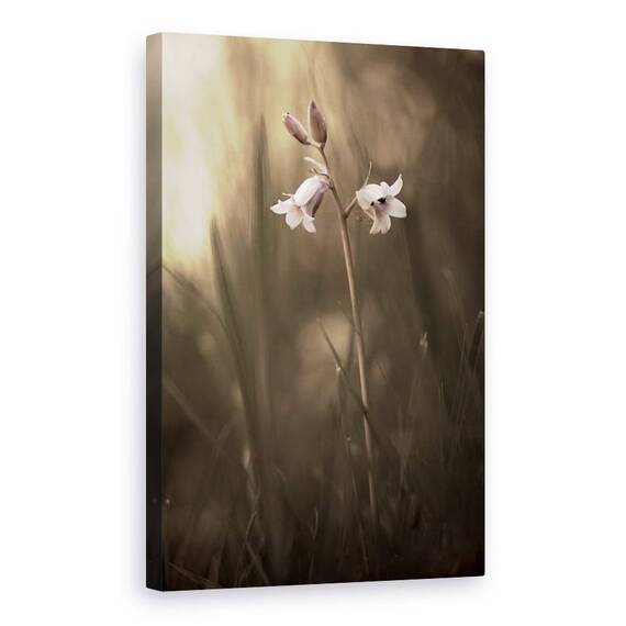 Tablou Canvas - O Floare Mica Pe Pamant, Marime: 60 x 90 cm - - Roveli