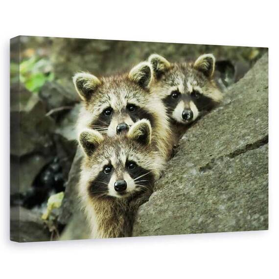 Tablou Canvas - Tres Banditos, Marime: 60 x 90 cm - - Roveli